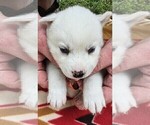 Small #5 Siberian Husky