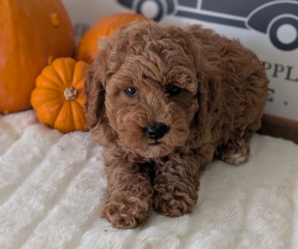 Medium Photo #7 Poodle (Miniature) Puppy For Sale in GOSHEN, IN, USA
