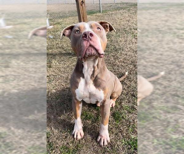 Medium Photo #2 American Pit Bull Terrier Puppy For Sale in Rosenberg, TX, USA