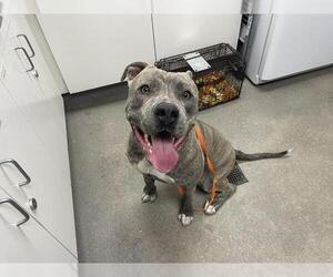 Mutt Dogs for adoption in HESPERIA, CA, USA