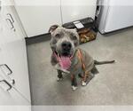 Small Mutt