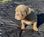 Small Photo #7 Bulldog Puppy For Sale in PACE, FL, USA
