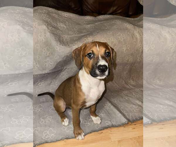 Medium Photo #5 Boxer-Unknown Mix Puppy For Sale in pomfret, CT, USA