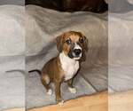 Small #4 Boxer Mix