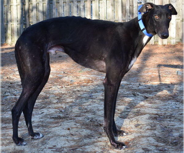 Medium Photo #4 Greyhound Puppy For Sale in Cherry Hill, NJ, USA
