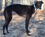 Small #3 Greyhound