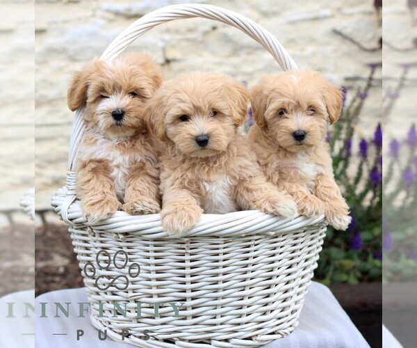 Medium Photo #2 Maltipoo Puppy For Sale in LEBANON, PA, USA