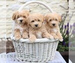 Small #1 Maltipoo
