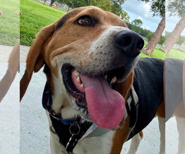 Medium Photo #5 Beagle Puppy For Sale in Tampa, FL, USA