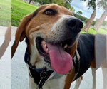 Small #4 Beagle