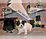 Puppy Oreo Chihuahua