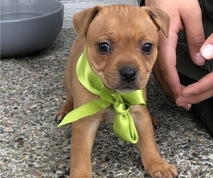 Staffordshire Bull Terrier Puppy for sale in TACOMA, WA, USA