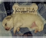 Small Photo #3 Maltese Puppy For Sale in ATHENS, AL, USA