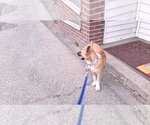 Small Photo #13 Shollie Puppy For Sale in Sebec, ME, USA