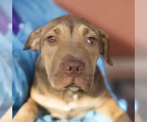 American Staffordshire Terrier-Unknown Mix Dogs for adoption in San Antonio, TX, USA