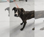 Small Labrador Retriever Mix