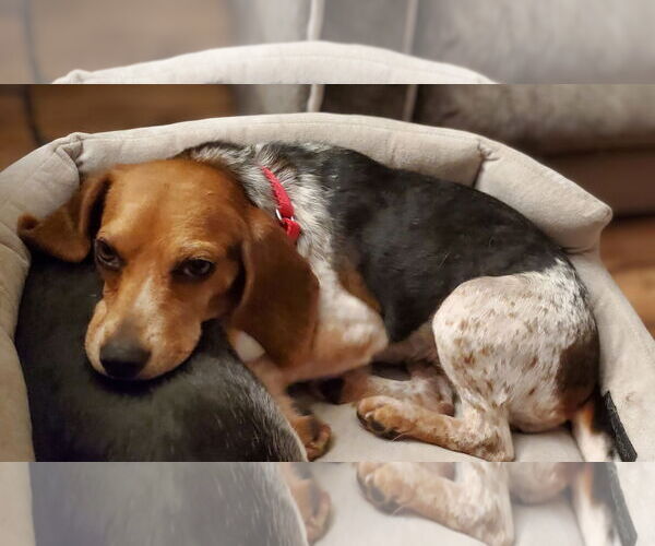 Medium Photo #2 Beagle Puppy For Sale in Dunnellon, FL, USA