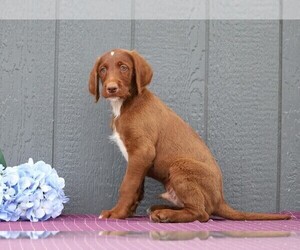 Labradoodle-Poodle (Standard) Mix Puppy for sale in FREDERICKSBG, OH, USA