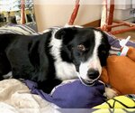Small Photo #8 Border Collie Puppy For Sale in Laramie, WY, USA