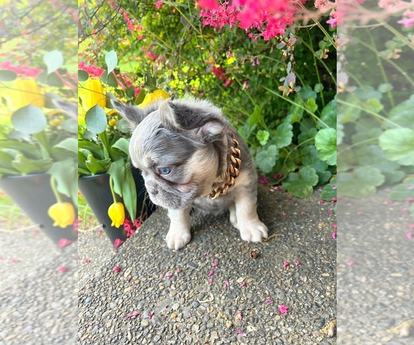 Medium Photo #3 French Bulldog Puppy For Sale in CLACKAMAS, OR, USA