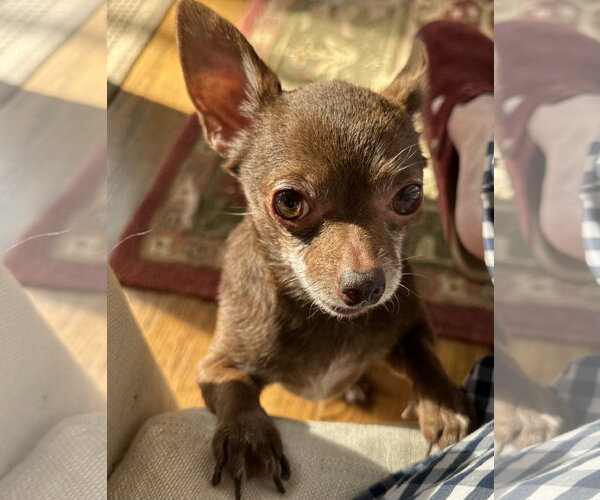 Medium Photo #7 Chihuahua Puppy For Sale in Cary, NC, USA