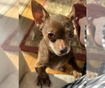 Small #6 Chihuahua