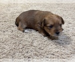 Puppy Buster Yorkshire Terrier