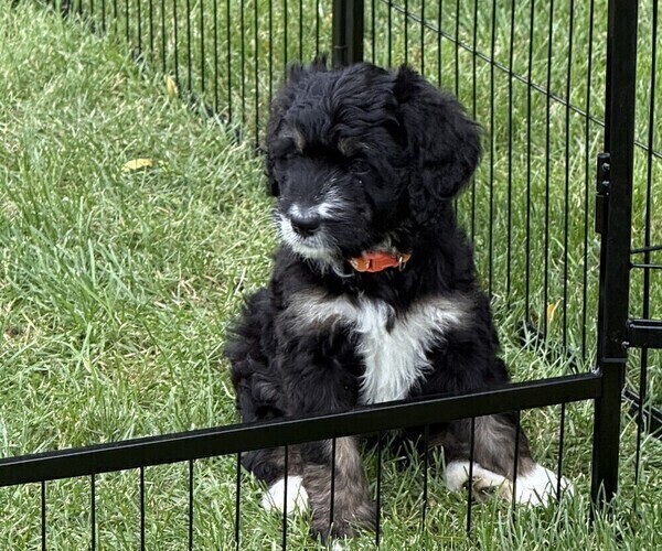 Medium Photo #20 Bernedoodle Puppy For Sale in SPRINGFIELD, OH, USA