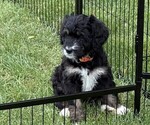 Small Photo #20 Bernedoodle Puppy For Sale in SPRINGFIELD, OH, USA