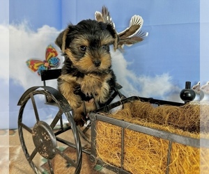 Yorkshire Terrier Puppy for Sale in CASSVILLE, Missouri USA