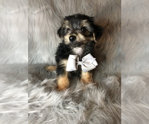 Morkie Puppy for sale in BEECH GROVE, IN, USA
