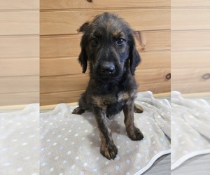 Labradoodle Puppy for sale in WILLIAMSTOWN, KY, USA