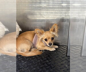 Chihuahua Dogs for adoption in Rancho Cucamonga, CA, USA