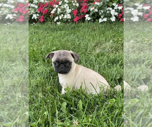 Medium Photo #2 Pug Puppy For Sale in CANOGA, NY, USA