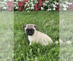 Small #1 Pug