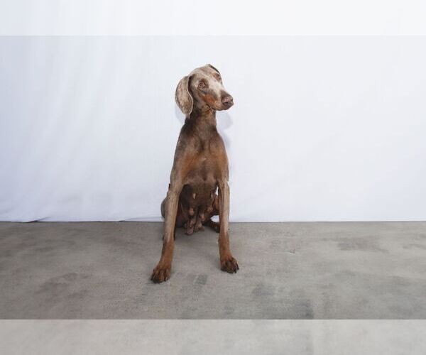Medium Photo #2 Doberman Pinscher Puppy For Sale in Pasadena, CA, USA