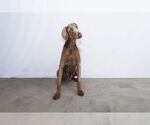 Small #1 Doberman Pinscher
