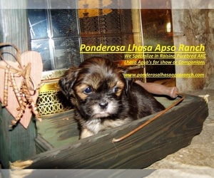 Lhasa Apso Puppy for sale in RIDGEVILLE, SC, USA