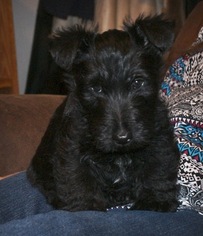 Scottish Terrier Puppy for sale in HANFORD, CA, USA