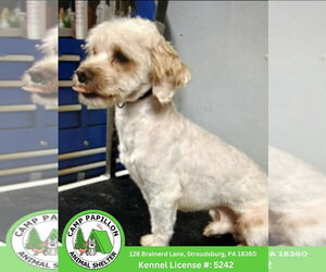 Shih Tzu-Unknown Mix Dogs for adoption in Stroudsburg, PA, USA
