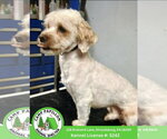 Small Shih Tzu Mix