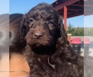 Labradoodle Puppy for sale in FORT COBB, OK, USA
