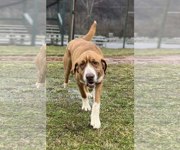 Medium Photo #9 Saint Bernard-Unknown Mix Puppy For Sale in Hinton, WV, USA