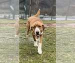 Small #8 Saint Bernard Mix