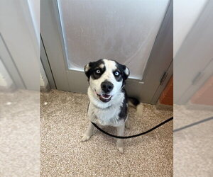Siberian Husky-Unknown Mix Dogs for adoption in Pueblo, CO, USA