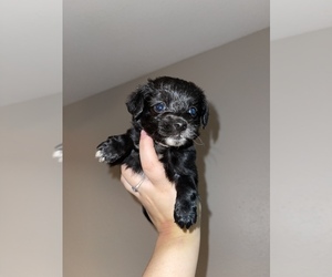 Maltipoo-Pomeranian Mix Puppy for sale in HOUSTON, TX, USA
