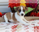 Small Photo #1 Jack Russell Terrier Puppy For Sale in SHILOH, OH, USA