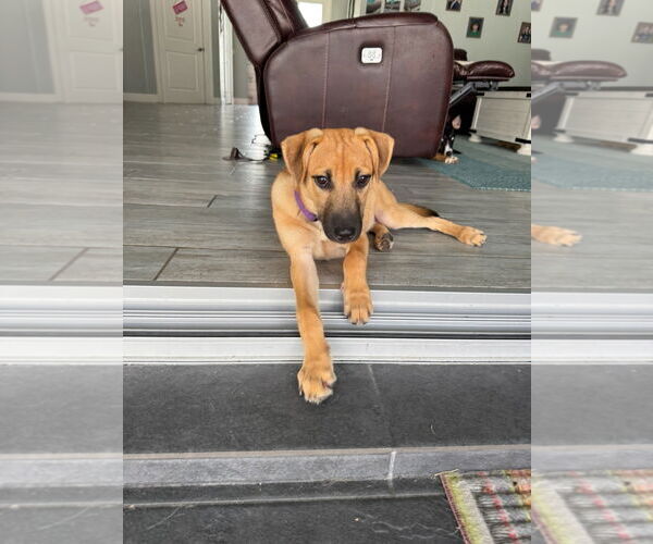 Medium Photo #5 Mutt Puppy For Sale in Naples, FL, USA