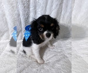 Cavalier King Charles Spaniel Puppy for sale in ABILENE, TX, USA