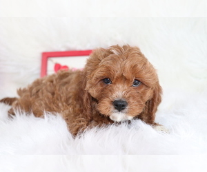 Cavapoo Puppy for sale in SHILOH, OH, USA
